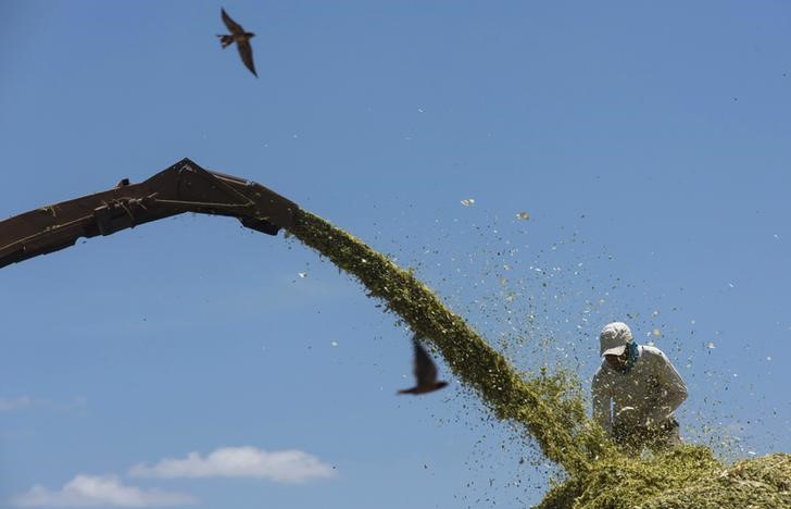 &copy; Reuters.  Nos EUA, USDA deve elevar projeção de estoque para soja e reduzir para milho