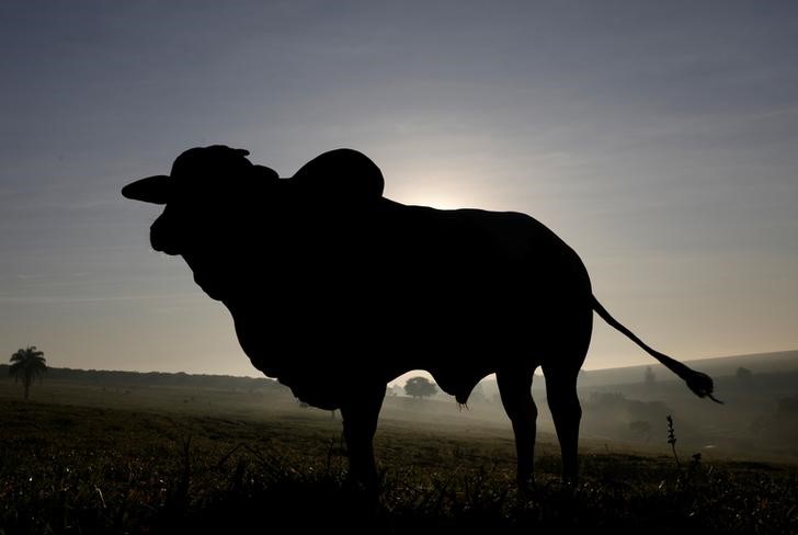 &copy; Reuters.  Ministério da Agricultura investiga suspeita de doença da 'vaca louca' no Brasil
