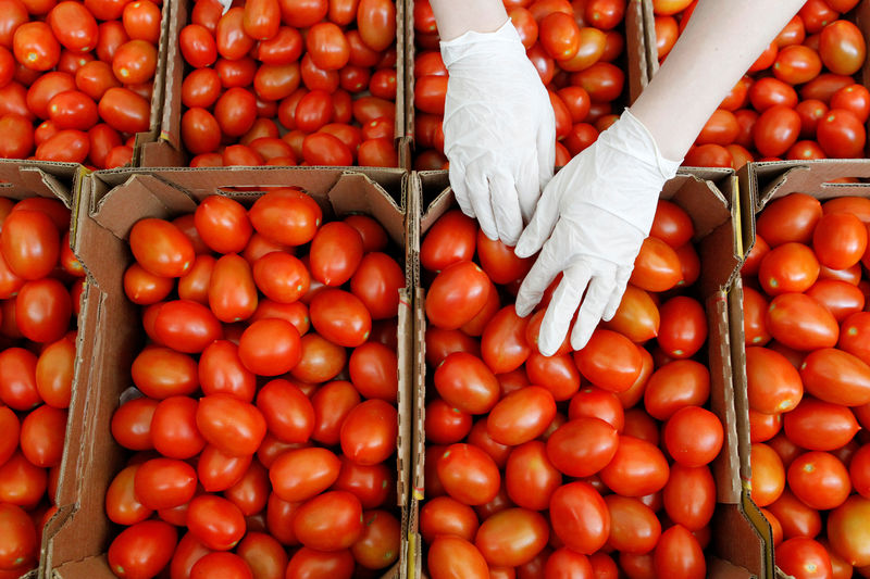 Rusya, Türkiye'den domates alımına uyguladığı kotanın 300.000 tona yükseltilmesini teklif etti