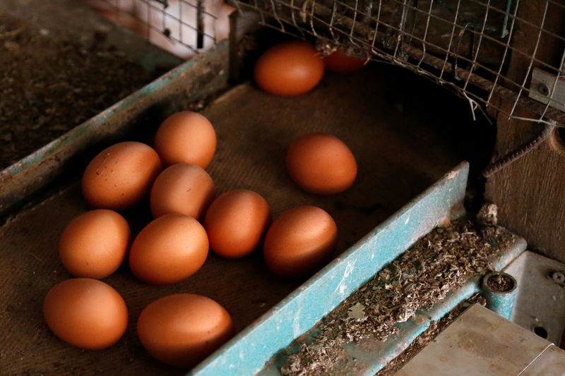 &copy; Reuters.  Contaminated eggs cost Dutch chicken farmers 33 million euros