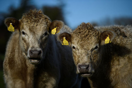 Trump urges US cattle ranchers to lower prices as he touts tariffs