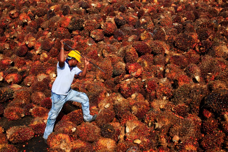 &copy; Reuters.  Endonezya'nın yemeklik yağ ihracatına getirdiği yasak palm yağı fiyatlarını yükseltti