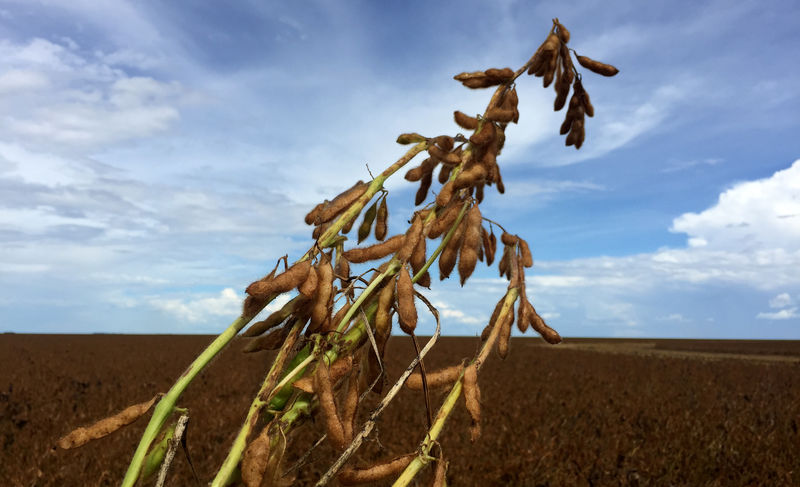 BC da Argentina anuncia medidas para setor agrícola atingido pela seca