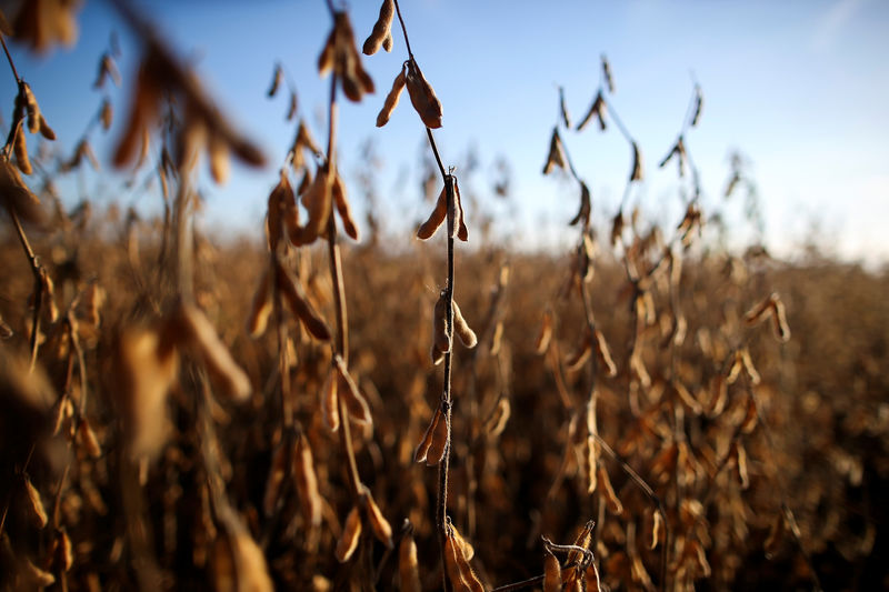 &copy; Reuters.  USDA reduz estimativa de produção para a soja no Brasil
