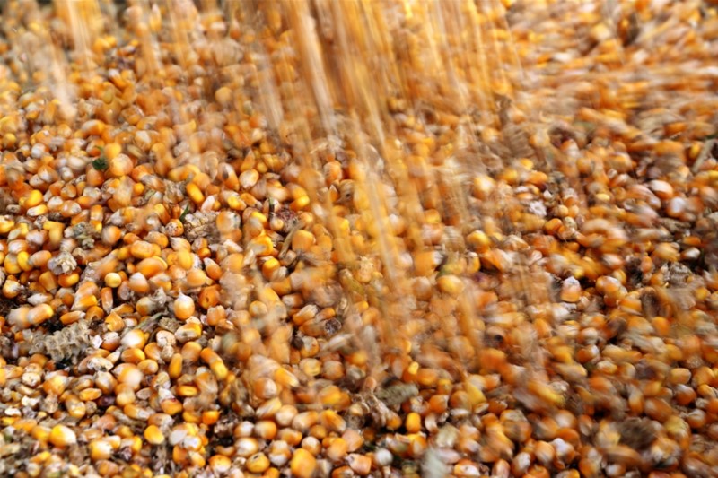 Volume exportado de milho deve cair 11% em 2023/24 ante 2022/23, diz Céleres
