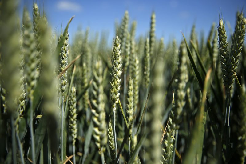 Wheat Climbs After Five-Day Slump With Rising Supply in Focus