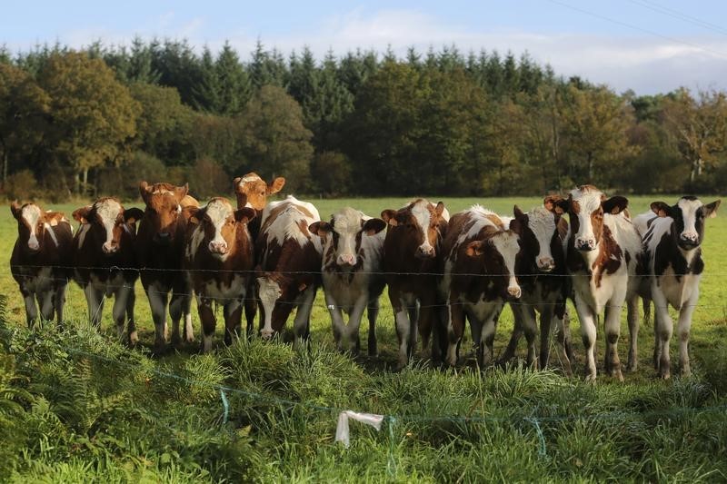 &copy; Reuters.  New Zealand regulator alleges livestock firms' price fixing 