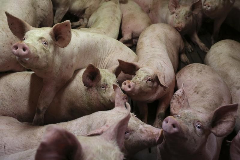 World’s Top Pork Producer Launches New Plan to Cut Emissions