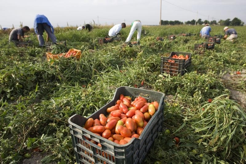 &copy; Reuters.  В этом году кредитование полевых работ в АПК выросло почти на 20% по сравнению с прошлым годом - Минсельхоз 