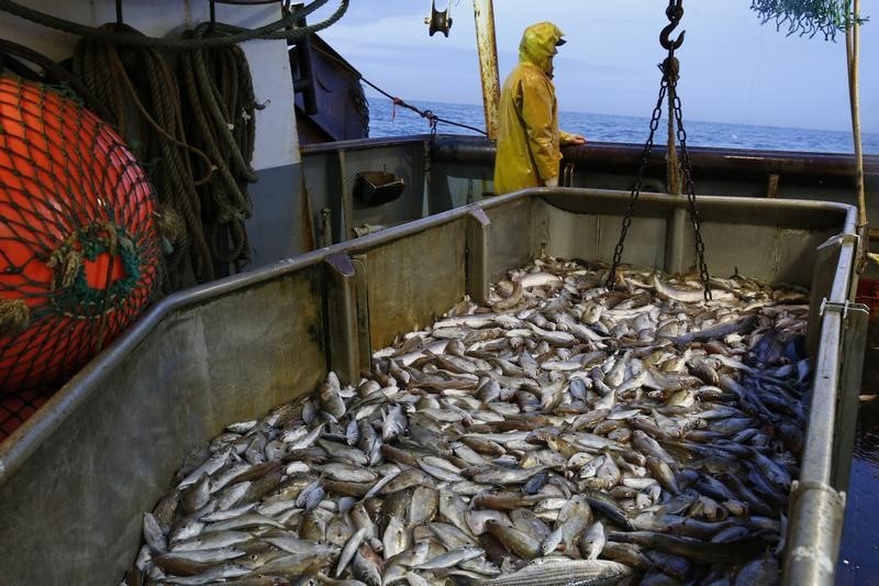 &copy; Reuters.  Российские рыбаки увеличили вылов рыбы в январе-июне на 7%