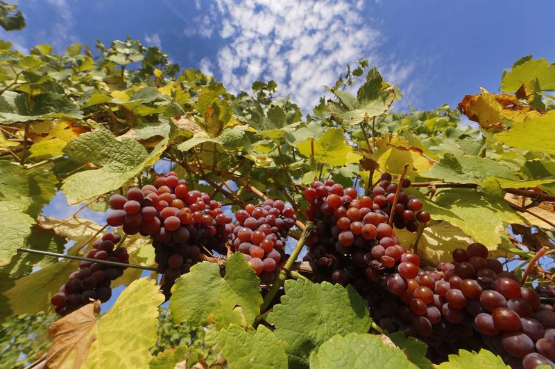 Французские виноделы призвали остановить поставки в Россию