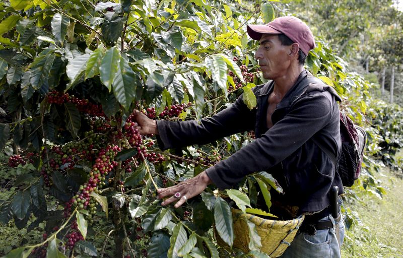 &copy; Reuters.  Produção de café na safra 2024 deve crescer 5,5%, diz Conab