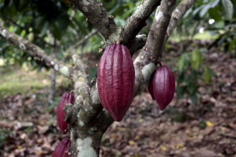 &copy; Reuters.  Cacao en Nueva York sube a máximo en un mes, azúcar baja