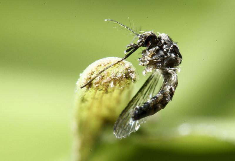 &copy; Reuters.  Regulador europeo crea un grupo de trabajo para acelerar vacuna contra Zika