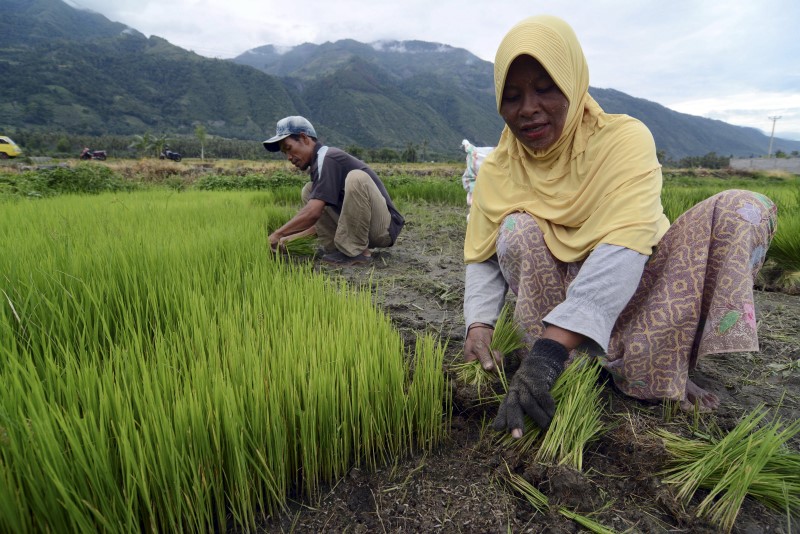 &copy; Reuters.  Hindistan, pirinç ihracatına yeni sınırlamalar getirmeyi değerlendiriyor