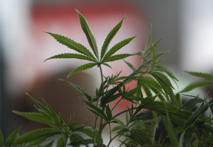 Cannabis-Aktien: Canopy Growth setzt Rallye fort - auch Tilray gewinnt