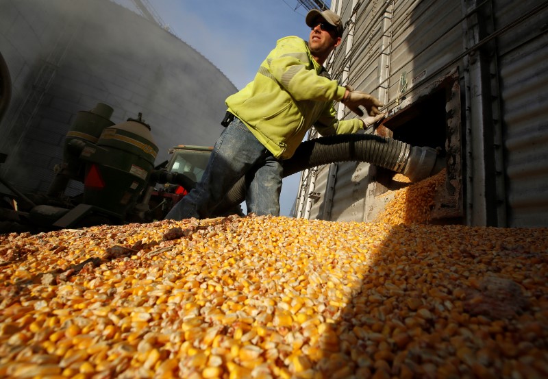 &copy; Reuters.  Corn Surge Fuels Biggest Meat Selloff of '19 Amid Feed-Cost Fear