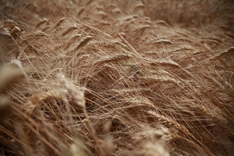 &copy; Reuters.  Экспортная пошлина на пшеницу из РФ с 17 августа снизится до 5,018 тыс. руб. за тонну