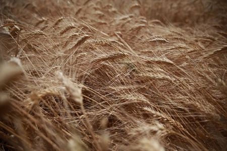 С 1 по 27 ноября экспорт пшеницы из России вырос в 1,7 раза