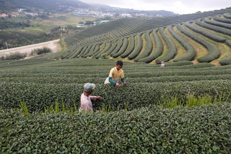 &copy; Reuters.  Изменение климата может негативно повлиять на производство чая и его качество