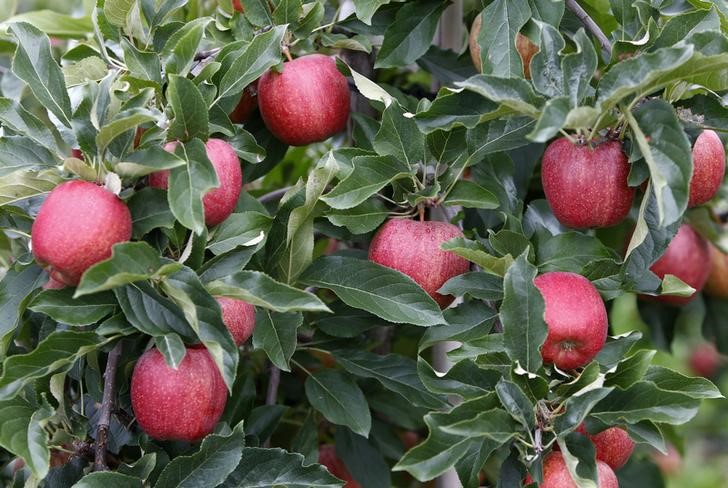 &copy; Reuters.  BRIEF-Bonduelle To Acquire From Conagra Del Monte Processed Fruit And Vegetable Business In Canada