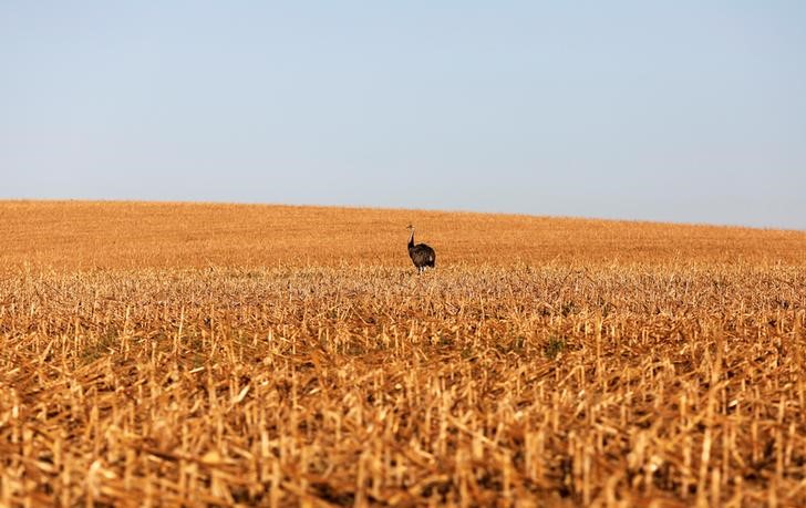 Futuros de milho e soja dos EUA caem antes do relatório do USDA