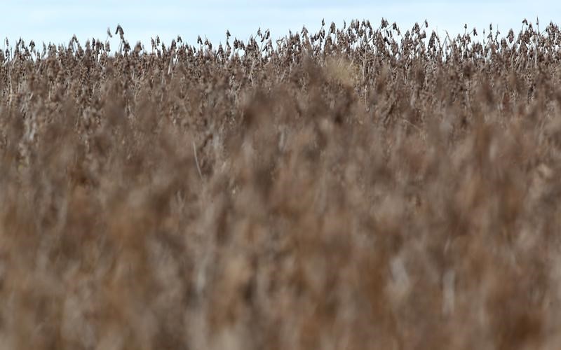 &copy; Reuters.  ICE canola futures ease under soybean pressure