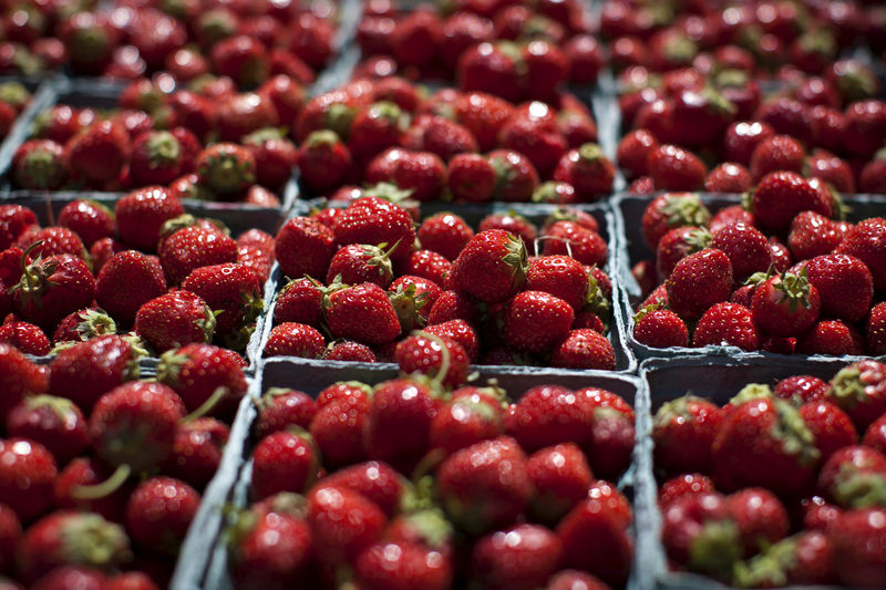 &copy; Reuters.  मप्र के प्रगतिशील किसान कर रहे स्ट्रॉबेरी की खेती
