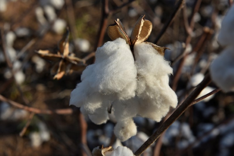 &copy; Reuters.  Imea estima que área semeada com algodão no MT crescerá 16,84% em 2023/24