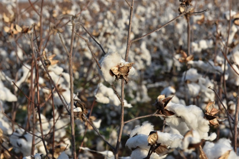 &copy; Reuters.  Retail Struggles Point to Cotton Supply Glut, Stalling Rally