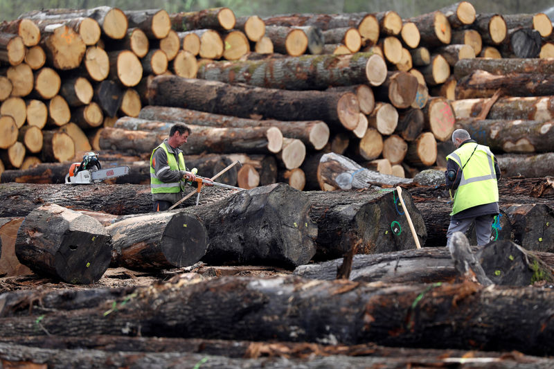 &copy; Reuters.  RBC：木材行业最糟糕时期已过 年底前价格有望反弹