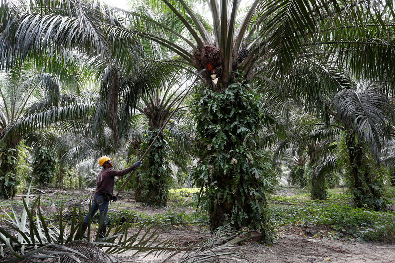 Malaysia says after FGV, another plantation firm faces U.S. import ban