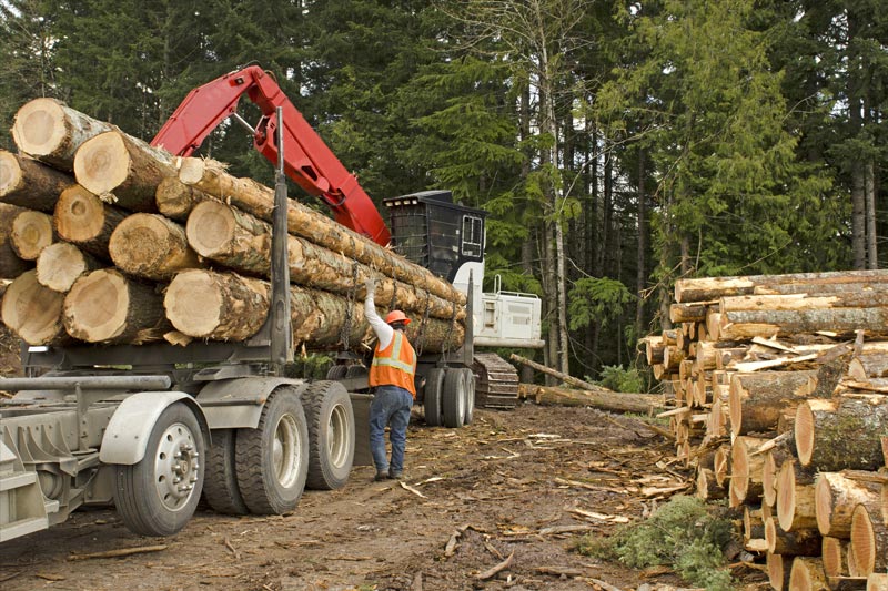 北美木材价格一年跌超六成！美国楼市降温木材陷入下跌螺旋