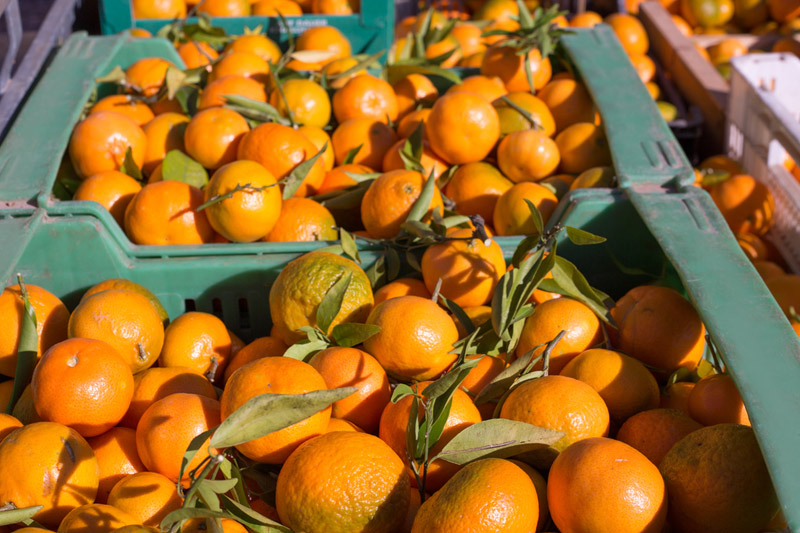 Warped Oranges Far From Ian’s Core Are Bad Sign for Florida Crop