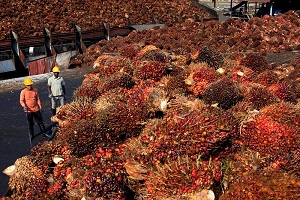 &copy; Reuters 印尼积压大量棕榈油库存 分析师称未来两月价格将暴跌逾20%