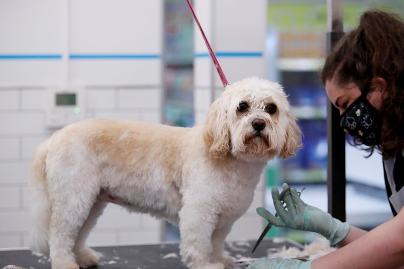 Petco Reports Strong Sales Amid Pandemic Puppy Love