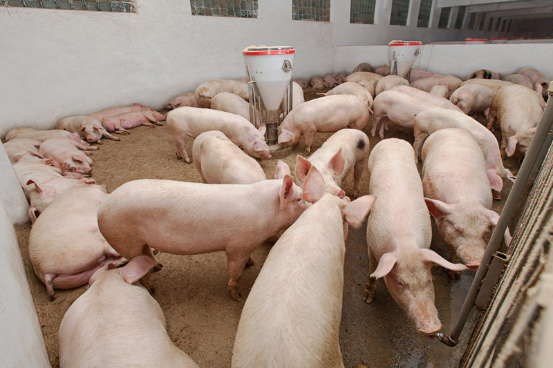 Estoques de porcas reprodutoras na China aumentam pela primeira vez em 19 meses