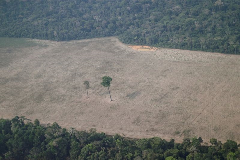 &copy; Reuters Özdağ: “Ülkemiz 2001-2021 yılları arasında 537 bin hektar ormanlık alanını kaybetmiştir”
