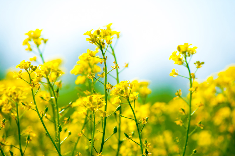 ICE canola futures edge higher on soy, rapeseed strength