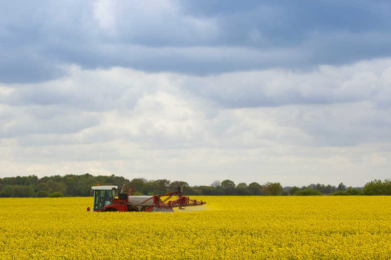 UPDATE 1-Canadian farmers seen planting less canola than expected
