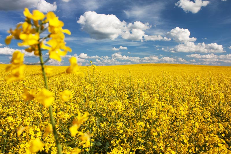 Rapeseed Squeeze Has Canada Eyeing EU Biofuel Amid China Spat