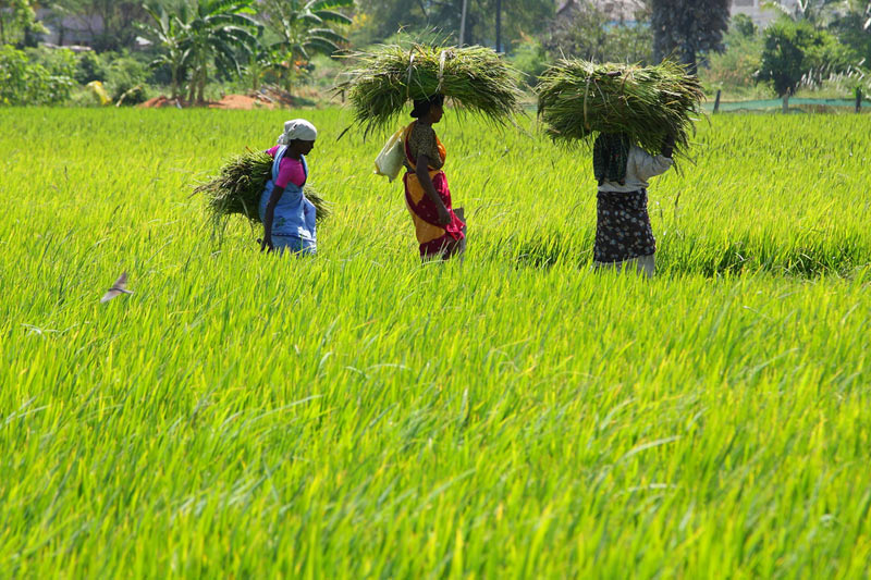 RPT-Indonesia's Bulog says El Nino may lead to rice imports in early 2016