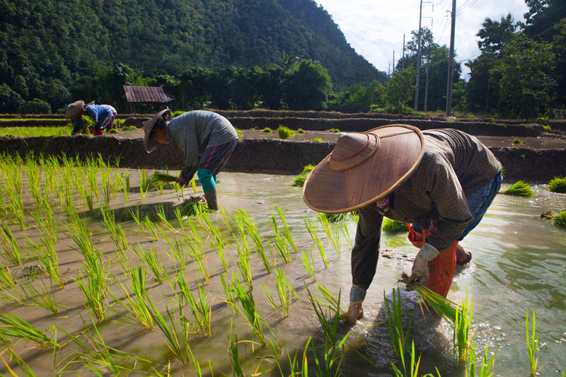 PİYASAYA BAKIŞ-Asya'da pirinç fiyatı 3 yılın en yüksek seviyesine çıktı