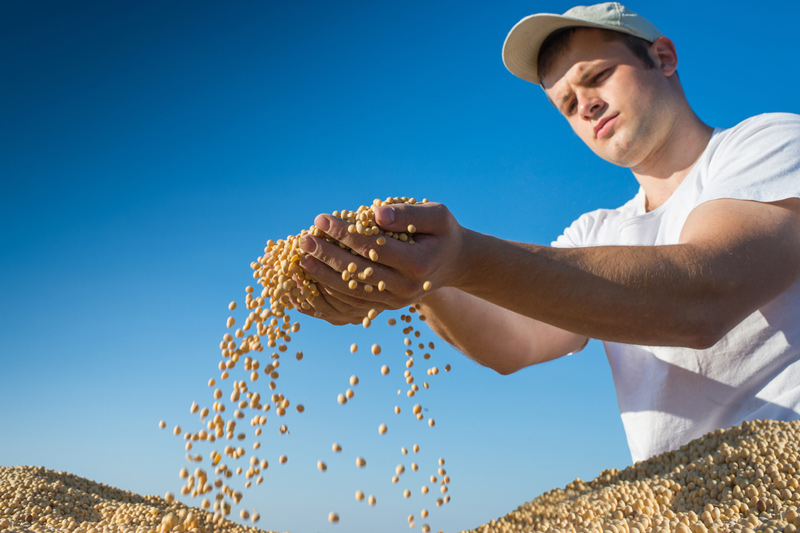 Relatório do USDA deve apontar esmagamento de soja de 142 mi bushels nos EUA em agosto