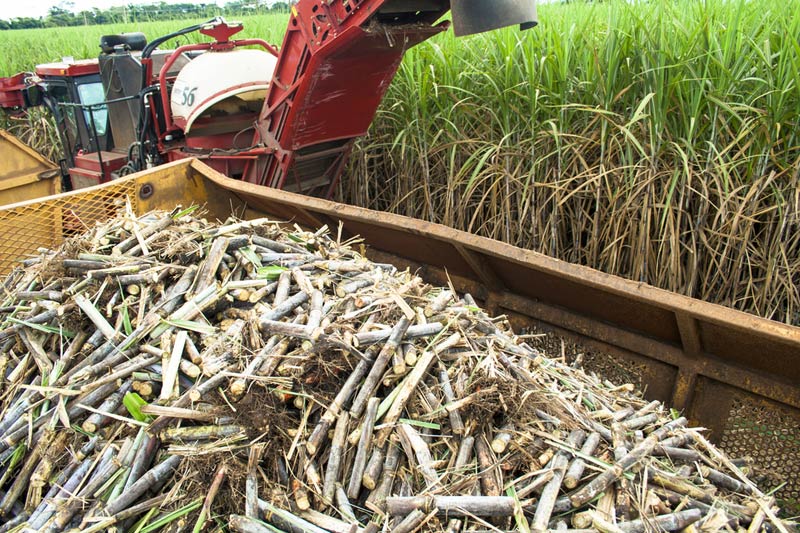 Australian government intervenes in Wilmar sugar row
