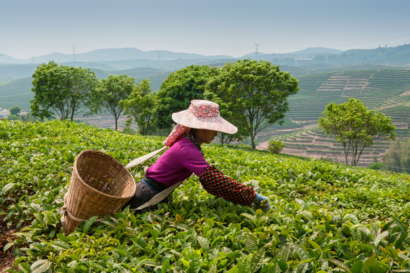 國泰君安：維持奈雪的茶(02150)“增持”評級 目標價6港元
