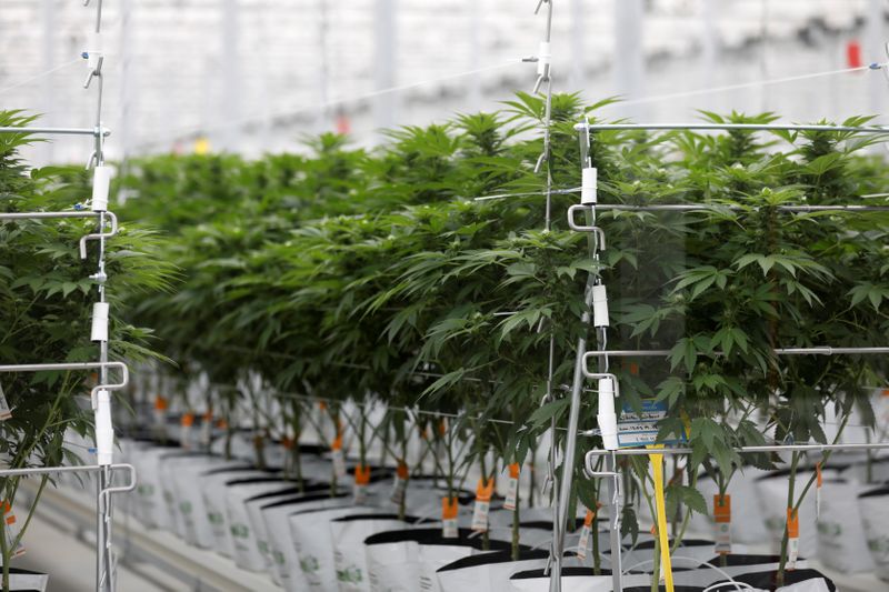 Tilray, Inc. est un « acteur du cannabis défaillant », affirme le vendeur à découvert Kerrisdale Capital