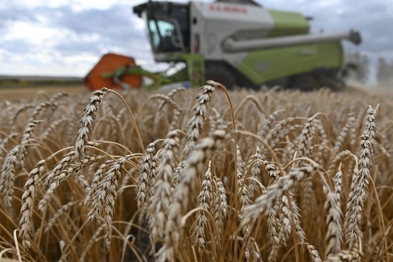 مصر تعوض نقصا في مشتريات القمح هذا الموسم بأكبر شراء في سنوات