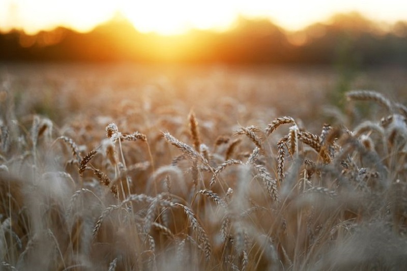 متعاملون: الأردن يشتري نحو 60 ألف طن من القمح في مناقصة