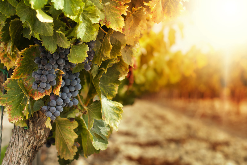 Les exportations de vins et spiritueux reculent au 1er semestre